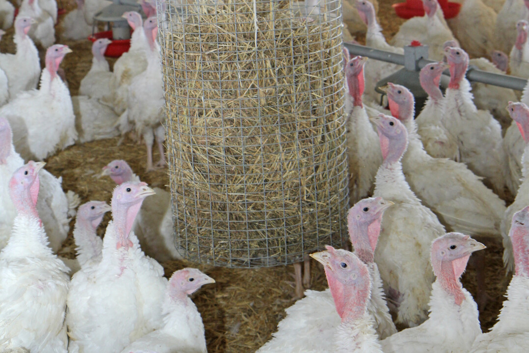In einem Putenmastbetrieb in der Nhe von Ilshofen (Landkreis Schwbisch Hall) ist Mitte Januar die Geflgelpest ausgebrochen. Seither gelten in der Region strenge Sicherheitsmanahmen.