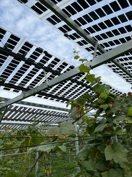Die ZG Raiffeisen steigt mit einem Partner in das Geschft mit Agri-PV-Groanlagen ein. 