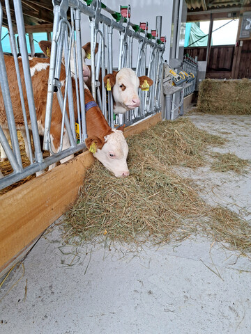 Die erfolgreiche Umstellung der Klber von einer milchbasierten Flssigftterung hin zur Aufnahme von festem Futter ist fr eine optimale, stressfreie Entwicklung der Jungtiere essenziell.