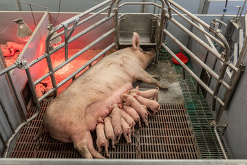 1 Die Geburtsgewichte der Ferkel sowie die Anzahl der abgesetzten Ferkel waren bei der sehr stark stickstoff- und phosphorreduzierten Ftterung der Sauen in dem Versuch in Schwarzenau erkennbar erhht.
