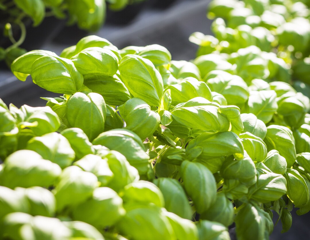 Basilikum ist bekannt - zum Kr�utersortiment der G�rtnerei geh�ren aber weit �ber 200 verschiedene Arten und Sorten.&nbsp;