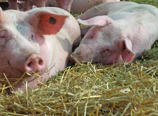 Schweine klimafreundlich und nachhaltig aufziehen und msten: Welche Manahmen hierfr notwendig sind und Erfolg, war Teil des Projekts SdSchwein4Klima, das im vergangenen Dezember zu Ende ging.