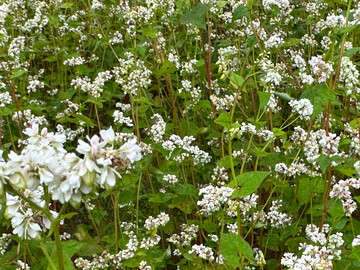 Buchweizen ist eine Pflanzengattung in der Familie der Knöterichgewächse.