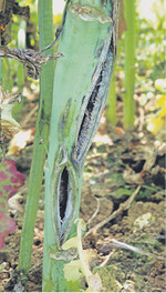 Der Rapsstängelrüssler war‘s: Aufgeplatzte Stängel aufgrund von Larvenfraß.