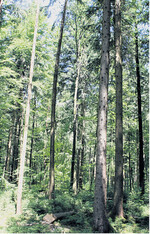 Der Wert eines Waldes hängt von vielen Faktoren ab.