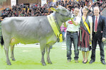 Unter starker Konkurrenz sicherte sich die dreijährige Jungkuh (Kühe mit einer Kalbung) Alpengirl (V. Julau) aus der Zucht der Markus und Kerstin Mock GbR in Markdorf den Grand Champion-Titel.