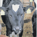 Laufende Nase und trockener Husten: In der Übergangszeit ein bekanntes Krankheitsbild.