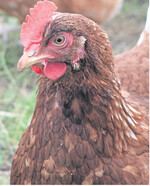 Die Geflügelhaltung steht im Fokus der Öffentlichkeit. Nun hat der Branchenverband angekündigt, auf das Schnabelkürzen bei Junghennen zu verzichten.