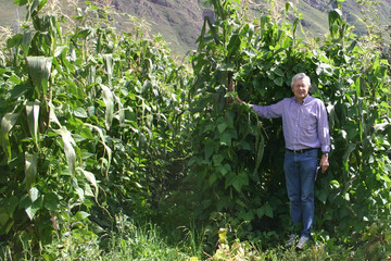 Gemeinsam angebaut knnen Bohnen und Mais zu einem beachtlichen Bestand heranwachsen. Der ehemalige Maiszchter bei KWS, Dr. Walter Schmidt (auf dem Foto vor einem Bestand in Peru), brachte 2006 von Peru die Idee mit, das Anbausystem fr die Biogasproduktion nutzbar zu machen. 