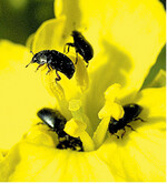 Rapsglanzkäfer tummeln sich auf einer geöffneten Rapsblüte.