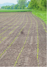 Versuche zur Reihenweite von Mais zeigen, dass es kaum Ertragsunterschiede gibt. Modernen Maissorten haben ein gutes Kompensationsvermögen. Hier ist der Mais in der Standardreihenweite gesät.