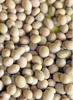 Sojabohnen aus Übersee sind in der Mischfutterkalkulation eine feste Größe. Die große Ernte in Südamerika weckt Hoffnungen auf sinkende Preise für den Eiweißträger.