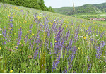Viele der schutzwürdigen Lebensräume sind erst durch bestimmte Landnutzungsformen entstanden. Beispiele hierfür sind bunt blühende Mähwiesen (siehe Foto), Wacholderheiden oder orchideenreiche Kalk-Magerrasen. Um sie zu erhalten, ist auch weiterhin eine angepasste, naturverträgliche Bewirtschaftung nötig.