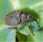 Rapsstängelrüssler im Detail.