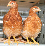 Früh übt sich: Das Aufzuchtsystem sollte das gleiche sein wie im Legebetrieb.