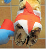 Es gibt zahlreiche Varianten von Verbänden für die Klaue. Abhängig von der Ausprägung der Klauenerkrankung sollte man gegebenenfalls zum aufwändigeren Verband mit Vlies greifen. Oft wird vergessen, den Verband nach spätestens 14 Tagen wieder abzunehmen.