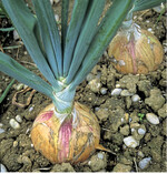 Die englisch-schottischen Riesen-Sorten wie ‘The Kelsae’ bringen stolze 800 bis 1000 Gramm auf die Waage.