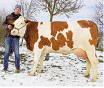 Eine sehr gut entwickelte Manton-Tochter vom Betrieb Gommel aus Ditzingen hatte mit 34,4 kg die höchste Tagesmilchmenge der Fleckvieh-Jungkühe.