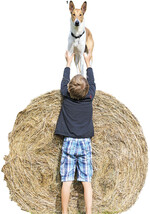 Collies sind ideale Teampartner.