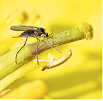 Die Bekämpfungsschwelle der Kohlschotenmücke liegt bei nur einer Mücke auf vier Pflanzen.