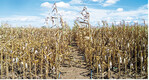 Trockenstress wie im vergangenen Jahr wird zukünftig keine Ausnahmeerscheinung im Maisanbau sein, sagen Experten. Züchter bemühen sich um trockenheits- und hitzetolerante Sorten.