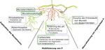 Strategien von Pflanzen und Mikroben zur Aufnahme von P aus dem Boden Strategien zur Aufnahme von Phosphor aus dem Boden: 1. Erschließung des Wurzelraumes; 2. Mobilisierung von organischem und inorganischem schwer verfügbaren P; 3. Mineralisierung von organischem P in Lösung. Eine grüne Umrandung symbolisiert Mechanismen der Pflanzen, lila gestrichelt von Bodenmikroben gesteuerte Prozesse.