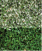 So abwechslungsreich sind Spindelsträucher: Emerald Gaiety mit weißbuntem Laub und kleinblättriger Minimus.