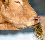 Gewachsen ist 2018 auch die Bioschiene der EG. Die Vermarktungszahlen sind hier von 4435 Tiere auf 5187 Tiere gestiegen.