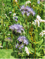 Für den Antrag 2020 ist eine Erweiterung des Flächenumfangs für Brachebegrünung mit Blühmischungen möglich.