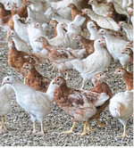 Junghennen sollen bereits in der Aufzucht das richtige" Verhalten lernen.