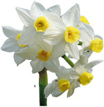 Die Fotos machen ein wenig die Formen und Farbenvielfalt der Narzissen deutlich. Hier die Sorte ‚Grand Monarque.