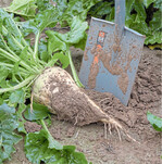 Bei tiefer wurzelnden Sommerungen wie der Zuckerrübe müssen auch tiefere Bodenschichten berücksichtigt werden.