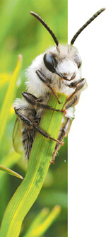 Die Graue Sandbiene ist eine solitär lebende Bienenart, die Erdnester gräbt.