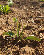Zu großes Klettenlabkraut war hier der Grund für die zu hohe Dosierung.