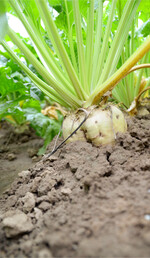 Bei tiefer wurzelnden Sommerungen wie der Zuckerrübe müssen auch tiefere Bodenschichten berücksichtigt werden.