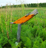 Das Aufkommen der Möhrenfliege wird mit Gelbtafeln kontrolliert.
