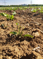 Hier war der Grund für die zu hohe Dosierung zu großes Klettenlabkraut.