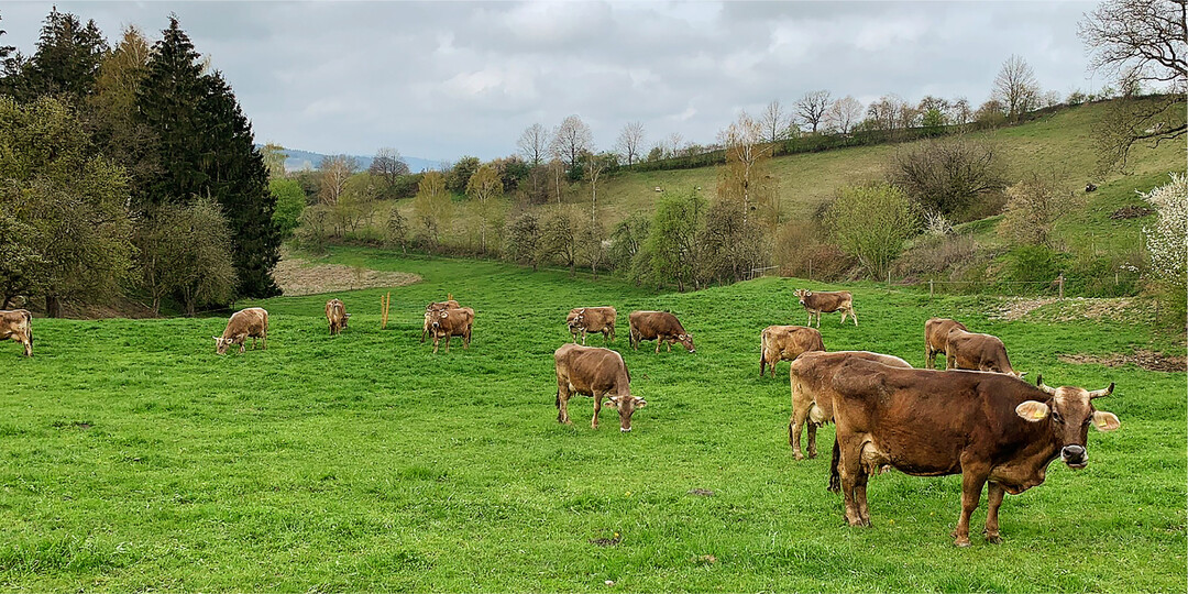 Im Frühjahr sollten die Tiere Schritt für Schritt an die Weide gewöhnt werden, denn die Futterumstellung muss möglichst schonend für den Pansen erfolgen, um zu verhindern, dass es zu einer Übersäuerung kommt.