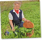 Erika Werner beim Sammlen ihrer Lieblingswildpflanze Bärlauch. Sie schwört auf seinen gesundheitlichen Mehrwert.