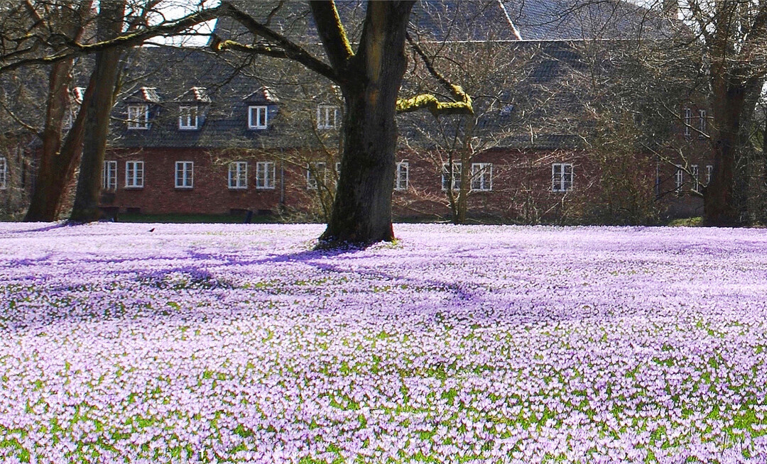 Imposantes Naturschauspiel: Jedes Jahr im März verwandeln fünf Millionen Krokusse den Husumer Schlosspark in ein lila Blütenmeer.