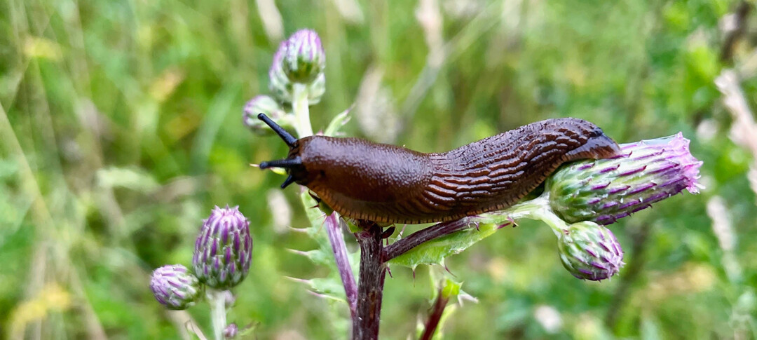 Nacktschnecken sind in unseren Grten nicht gerne gesehen. Mit einem schneckenresistenten Garten brauchen Sie sich um Ihre Pflanzen nicht zu sorgen.