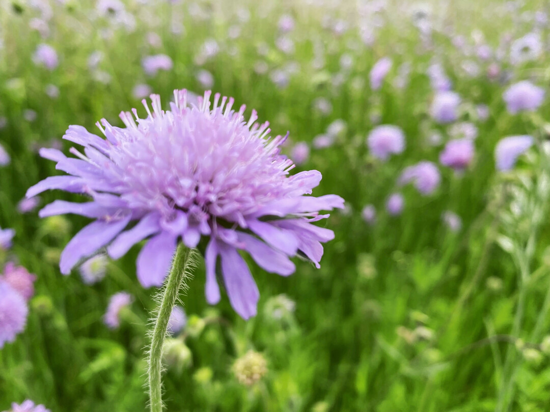 Acker-Witwenblume auf einer Brachflche.