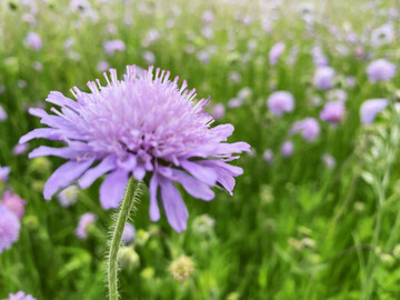 Acker-Witwenblume auf einer Brachflche.