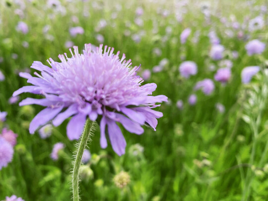 Acker-Witwenblume auf einer Brachflche.