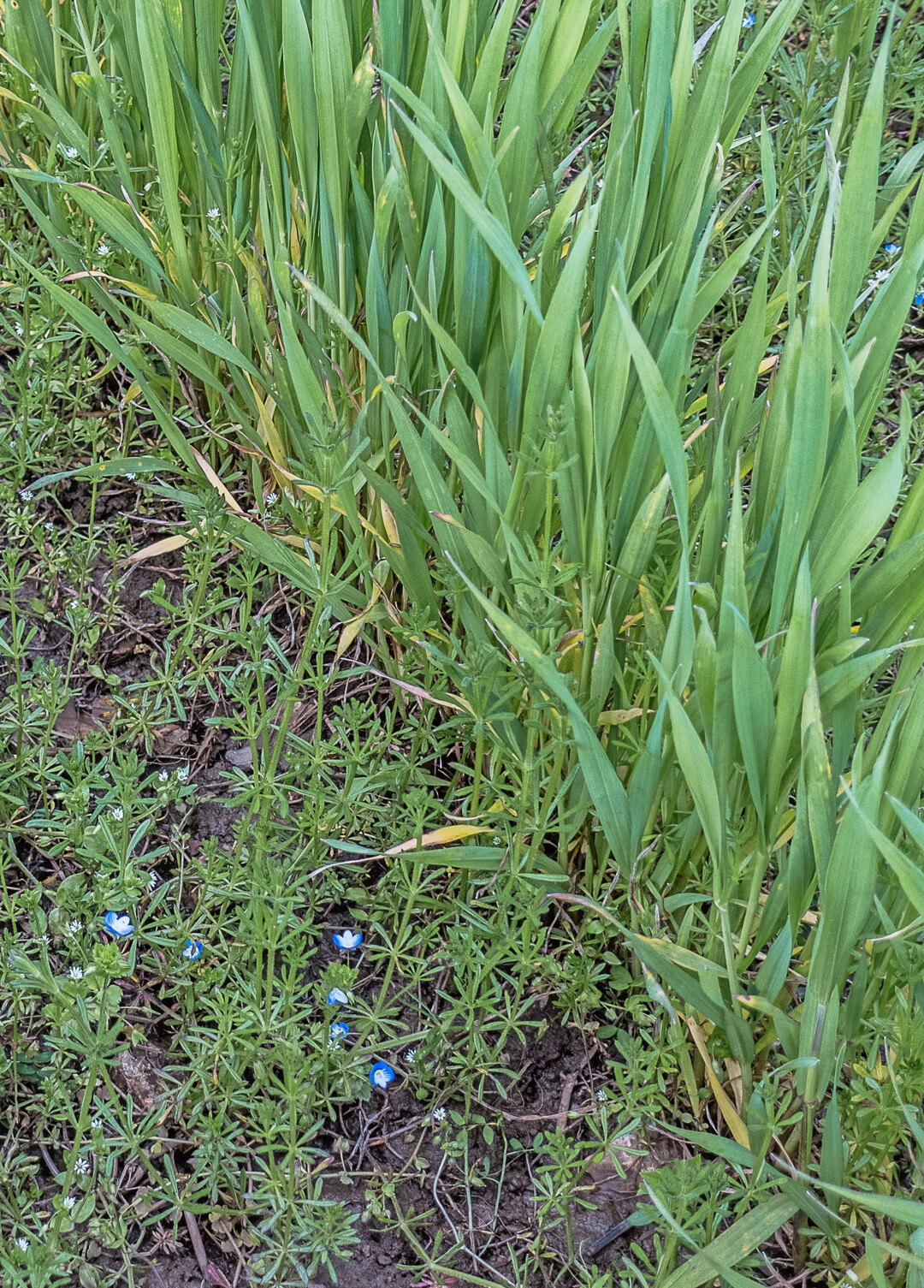 Im Frühjahr ist es wichtig, vorhandene Unkräuter im Getreide rasch zu regulieren.