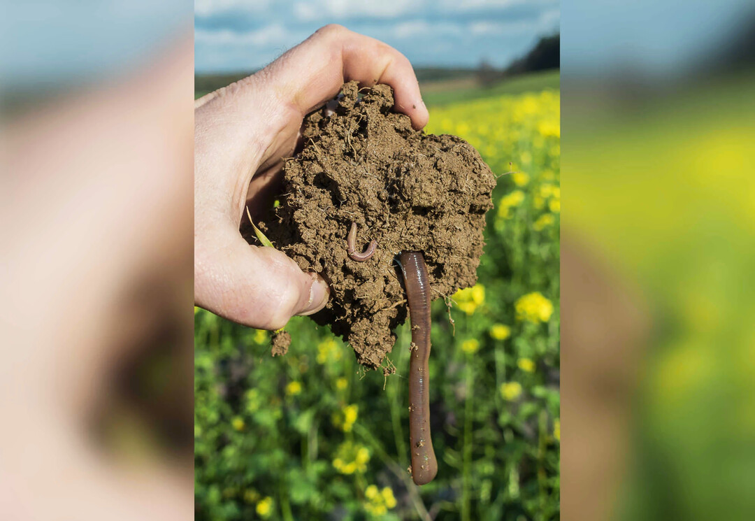 Um die Population von
<i>Lumbricus terrestris</i>
zu vergrößern, sind Kenntnisse über dessen Fortpflanzung unerlässlich.