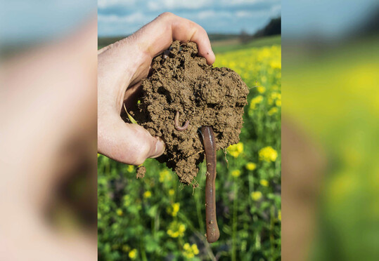 Um die Population von 
<i>Lumbricus terrestris</i>
 zu vergrern, sind Kenntnisse ber dessen Fortpflanzung unerlsslich.