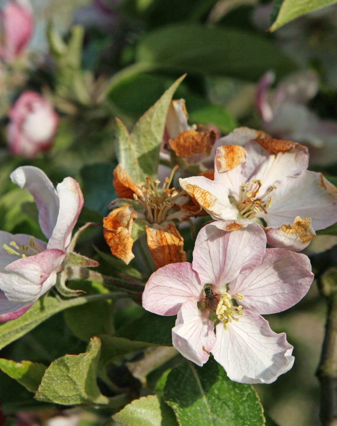 Eine immer frühere Blüte erhöht die Gefahr für Schäden durch Spätfröste. Ein Ansatz, dieses Risiko einzudämmen, ist die Züchtung spätblühender Sorten.