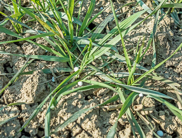 Nitrathaltiger Dünger entfaltet selbst bei kühlem Boden und schwachem Wurzelsystem rasch seine Wirkung.