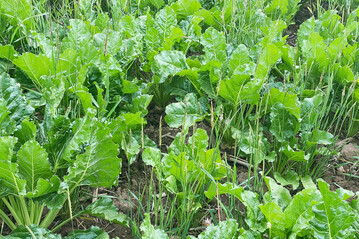 Das Conviso-Smart-System kann laut Ott vor allem zum Einsatz kommen, wenn kein resistenter Ackerfuchsschwanz auf den Flächen vorkommt.